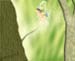 faerie