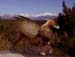 griffon_real